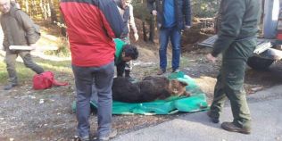 Drama unui pui de urs lovit de o masina pe o sosea din Muntii Vrancei. Animalul a fost tranchilizat dupa 12 ore de la accident