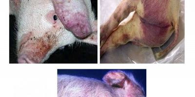 Pericolul misterios din carnea de porc. Un virus daunator omului a ajuns aproape de granita cu Romania