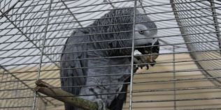 Papagalul care valoreaza 800 de euro. Este printre putinele exemplare din rasa din Romania